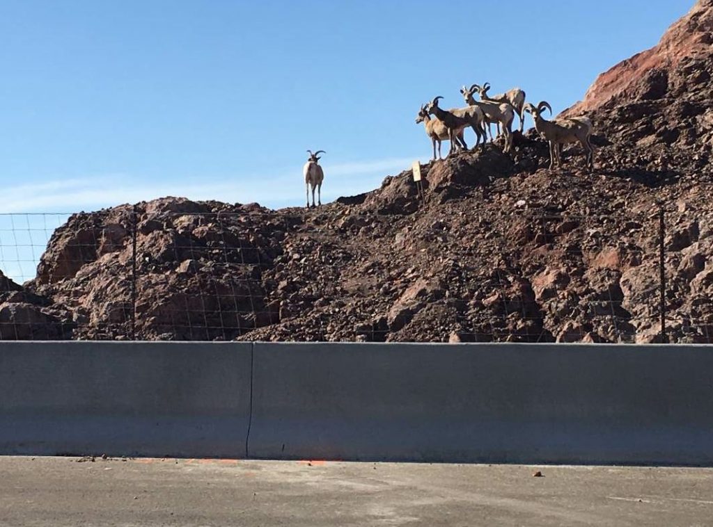 This is one of a number of wildlife crossings along the project. It is meant to safely convey bighorn sheep from one side of the highway to the other.